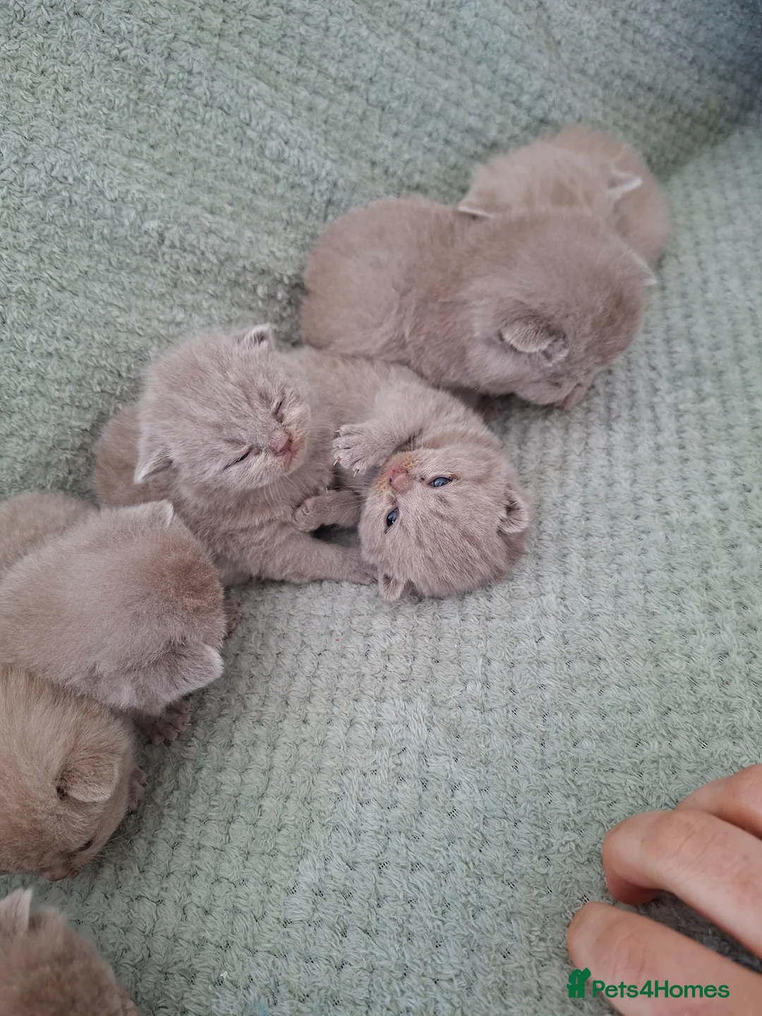British Shorthair cats for sale: 7 beautiful lilac british shorthair kittens  - Advert 12