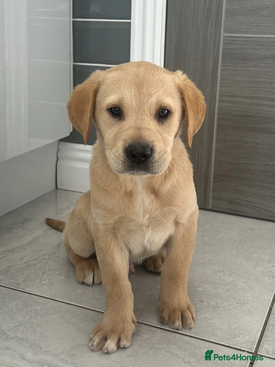 Goldador dogs for sale: Goldador puppies  - Advert 2