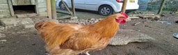 Chickens poultry for sale: Purebred Buff and Lavender Orpington Cockerels - Advert 2
