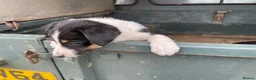 Border Collie dogs for sale: Blue Merle and Tri Colour Collies in Presteigne - Advert 5