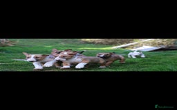 English Bull Terrier dogs for stud: Bull terrier proven stud dog  in Sheffield - Image 14