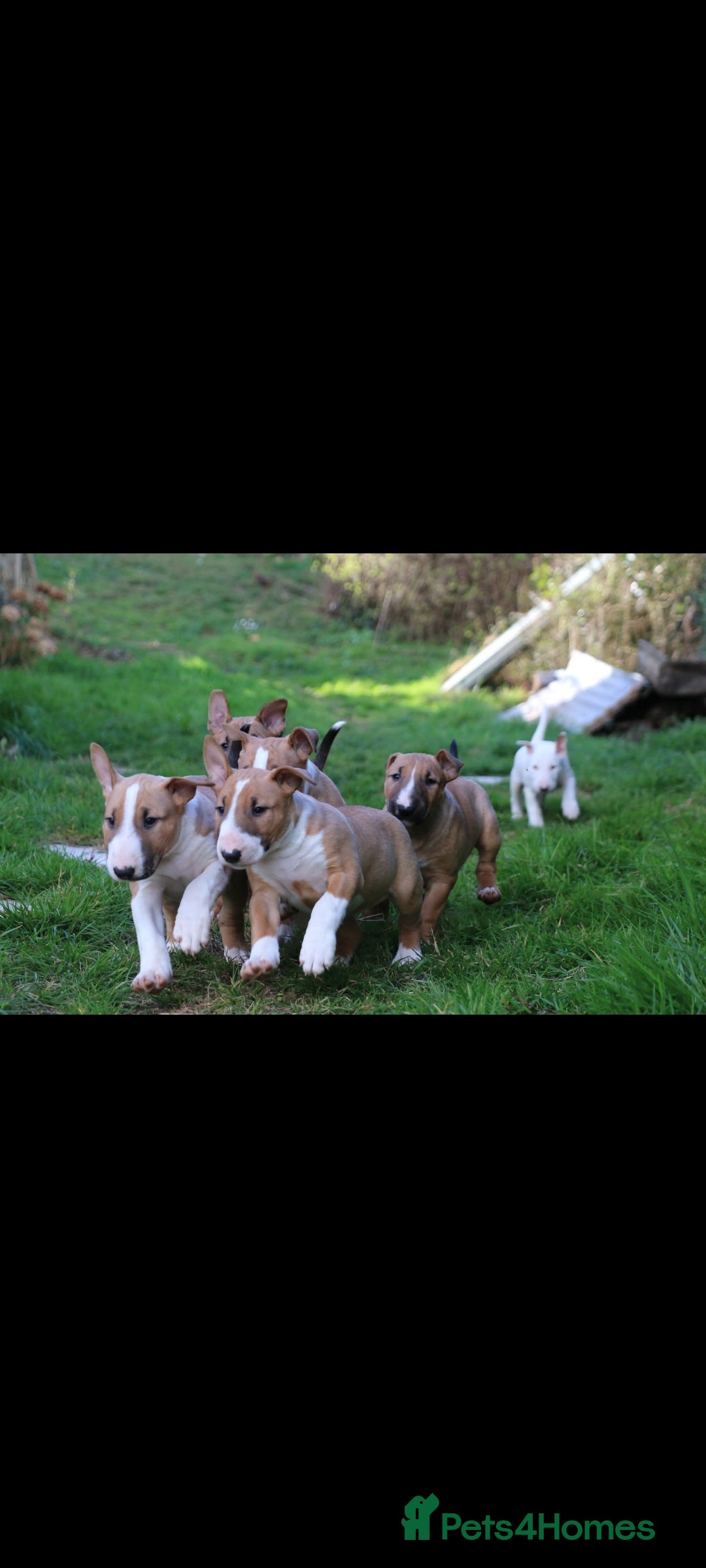 English Bull Terrier dogs for stud: Bull terrier proven stud dog  in Sheffield - Image 14