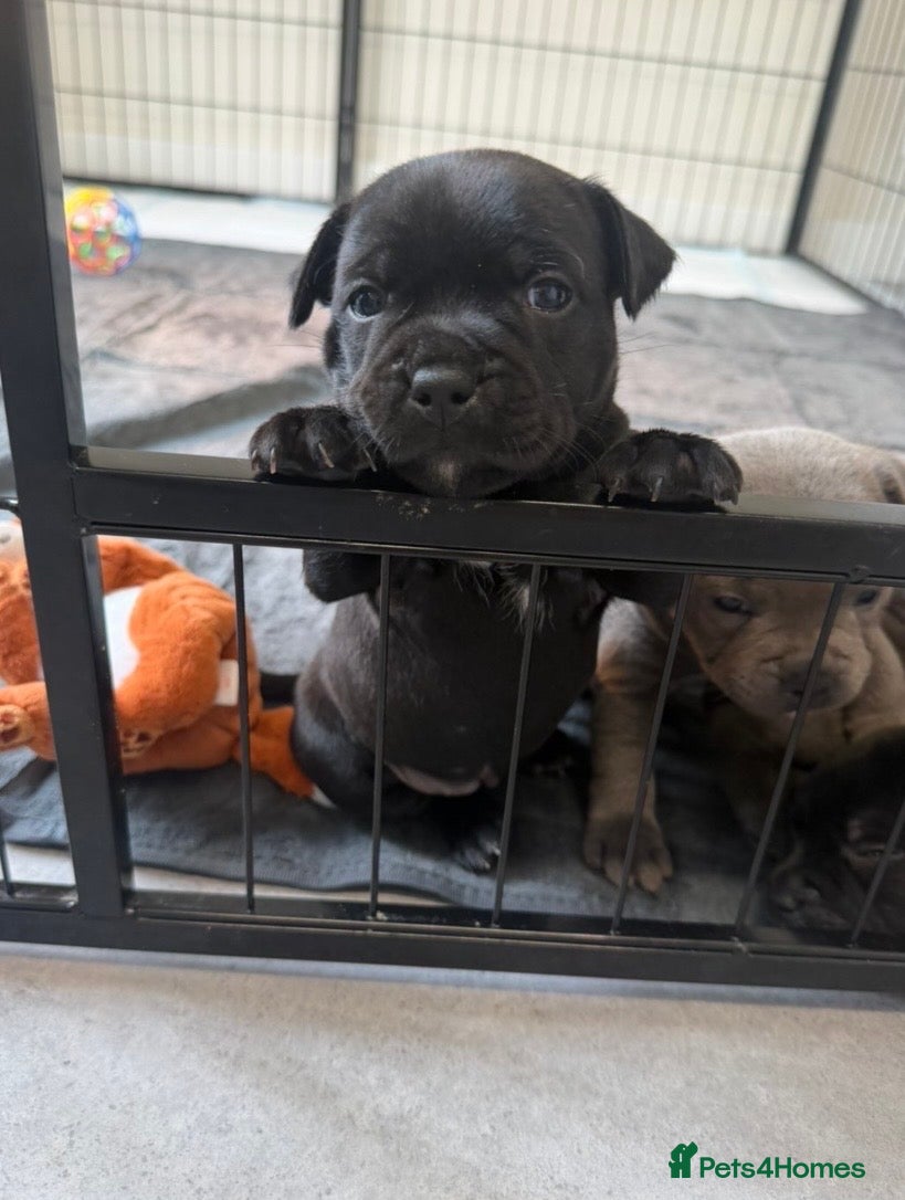 Staffordshire Bull Terrier dogs KC REGISTERED PURE STAFFORDSHIRE BULLTERRIER - Advert 2