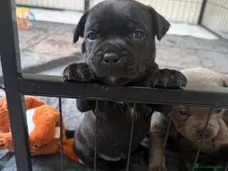 Staffordshire Bull Terrier dogs KC REGISTERED PURE STAFFORDSHIRE BULLTERRIER - Advert 2