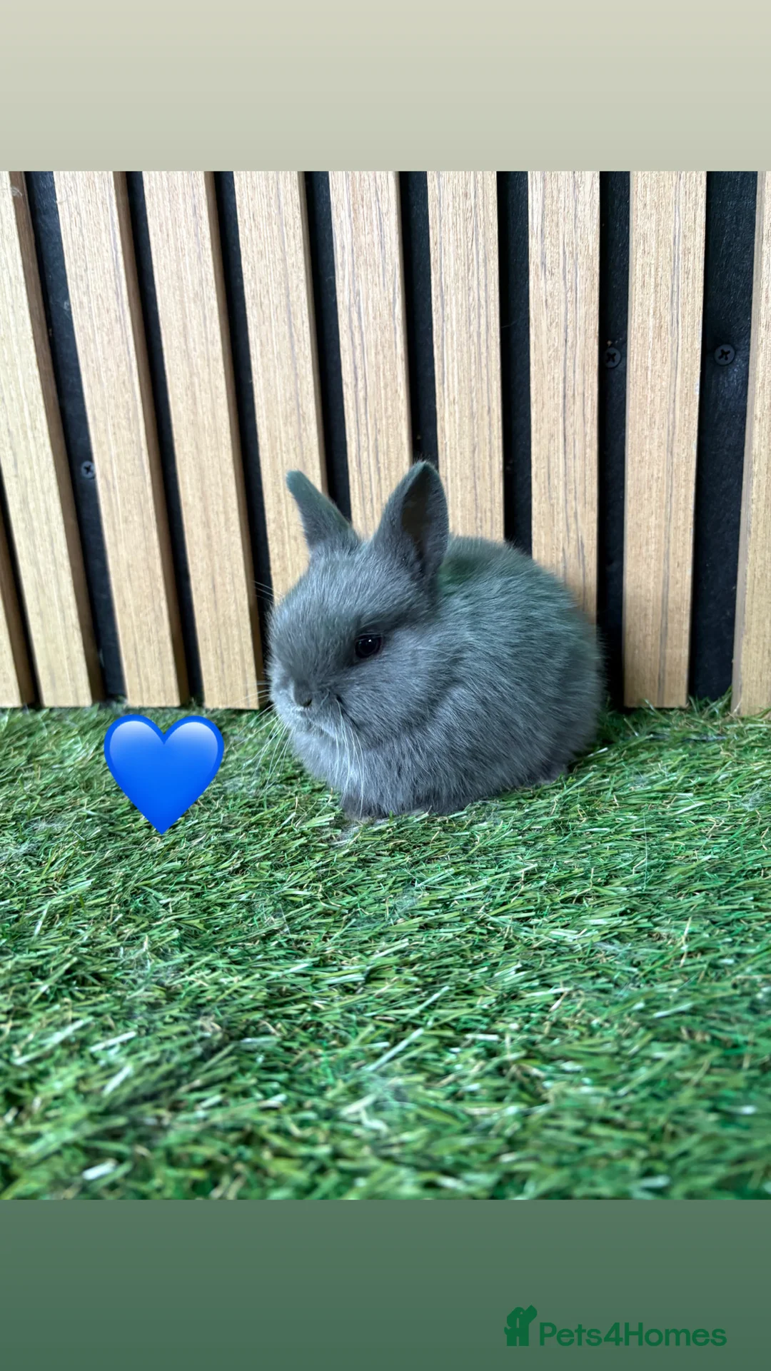 Netherland Dwarf rabbits for sale: Gorgeous Netherland dwarf babies  - Advert 1