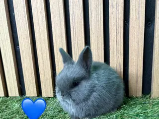 Netherland Dwarf rabbits Gorgeous Netherland dwarf babies - Advert 14