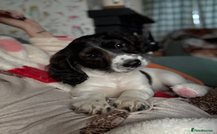 Cockapoo dogs - Advert 14