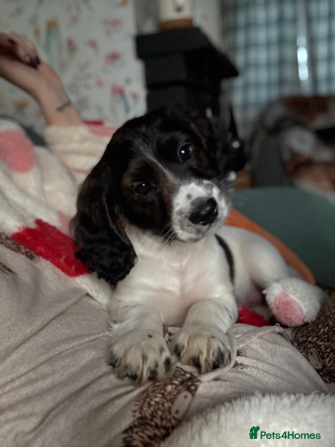 Cockapoo dogs for sale: UNIQUE SABLE BOY READY TO GO ✨ - Image 1