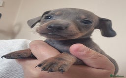 Miniature Dachshund dogs for sale: Miniature daushund puppies  - Image 7