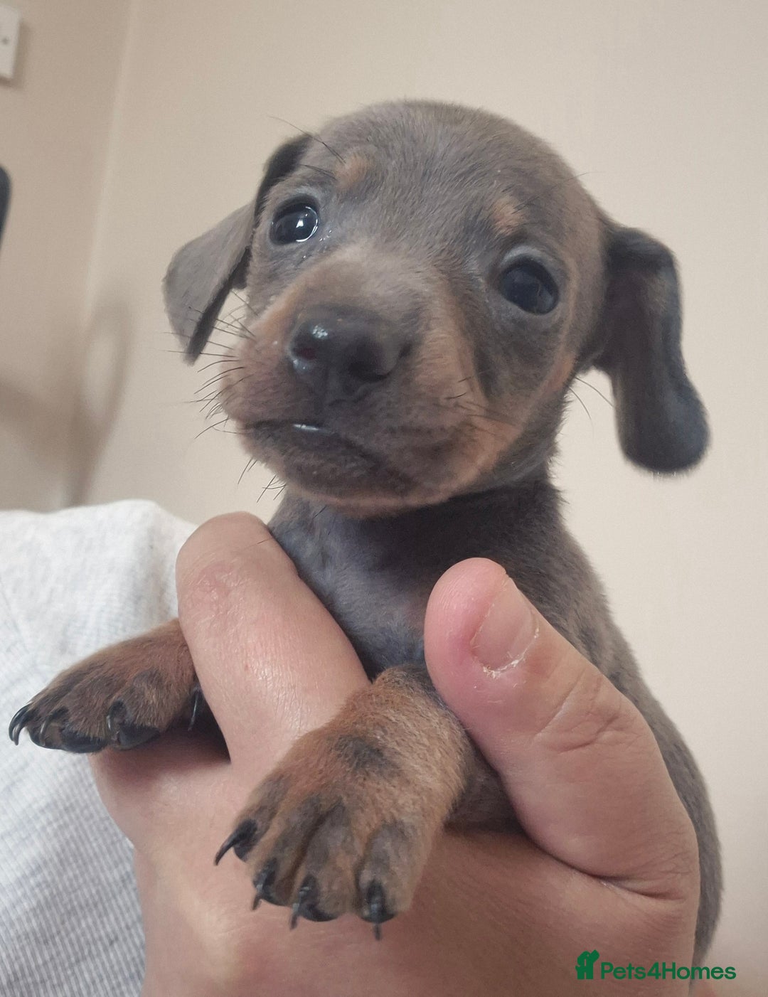 Miniature Dachshund dogs for sale: Miniature daushund puppies  - Image 7