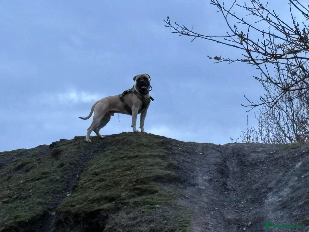 Bullmastiff dogs for stud: Lenny is up for stud  - Advert 2