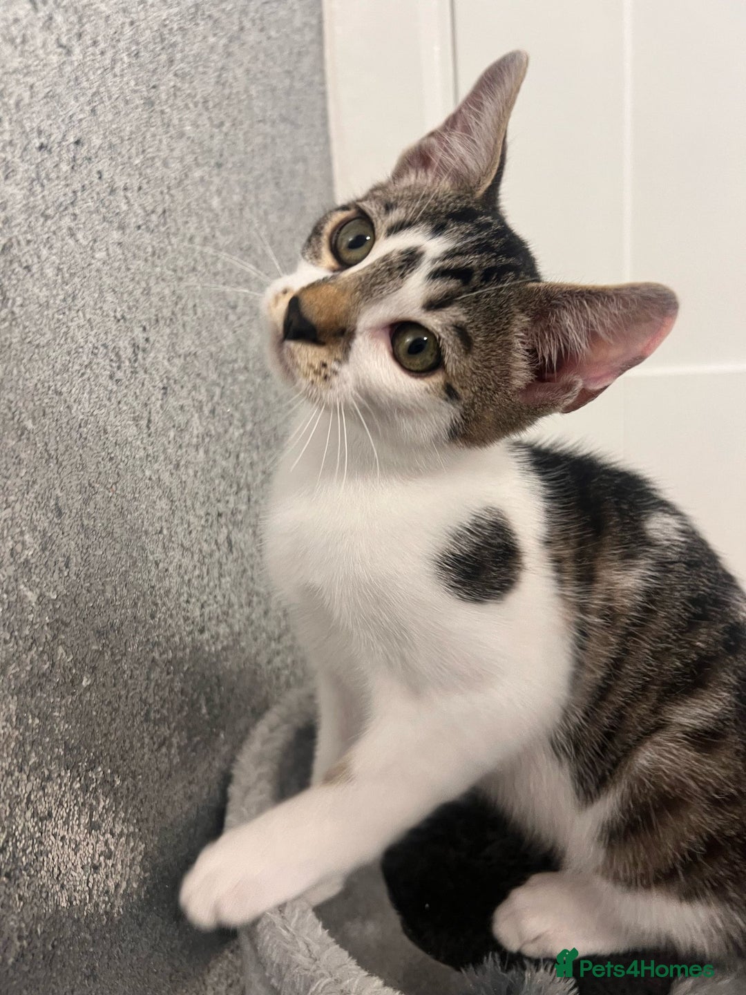 Mixed Breed cats for sale: Last half bengal baby boy 💕 - Image 2