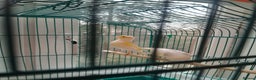Canaries birds for sale: Yellow mosaic canaries for sale  - Advert 20