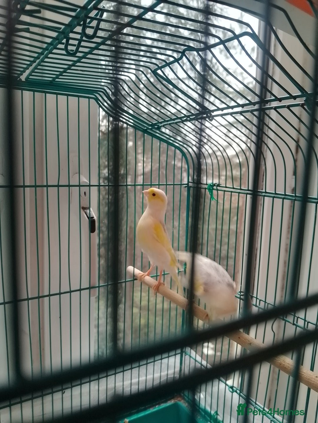 Canaries birds for sale: Yellow mosaic canaries for sale  - Advert 20
