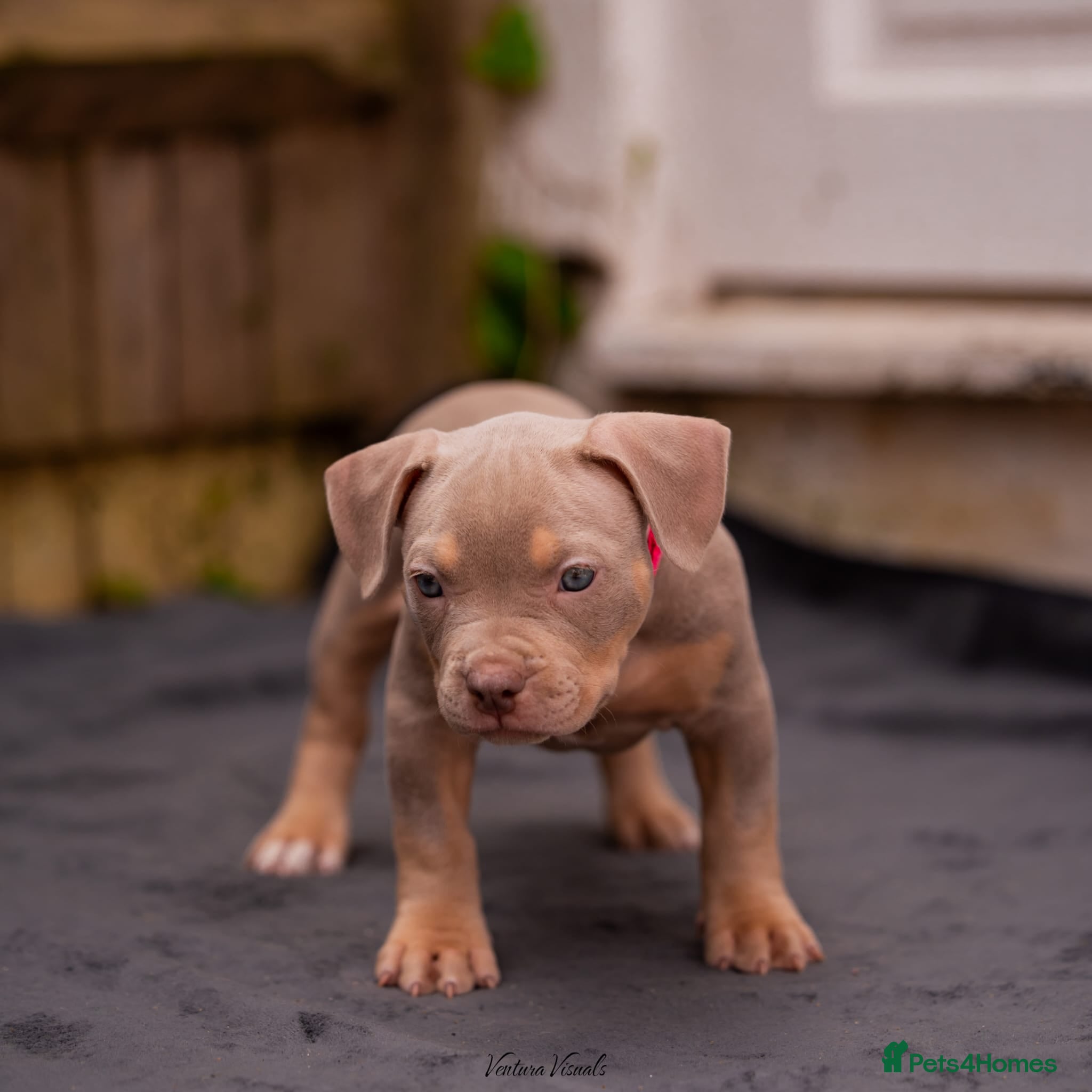 American Bully dogs for sale: American Bully Puppies - Advert 27