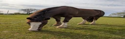 Welsh Section D horses for sale: Artful Dodger | 14’2/3 hh | 6 yr old | Welsh in Yeovil - Advert 2