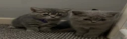 British Shorthair cats for sale: Beautiful British Shorthair kittens - Advert 12