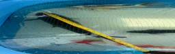 Pond Fish fish for sale: Various koi and goldfish  - Advert 4