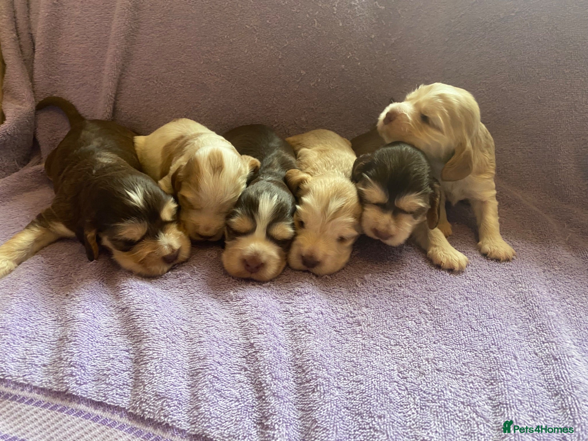 Cocker Spaniel dogs KC Registered. Show Type Cocker Spaniel Puppies. - Advert 1