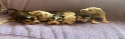 Cocker Spaniel dogs for sale: KC Registered. Show Type Cocker Spaniel Puppies. - Advert 1