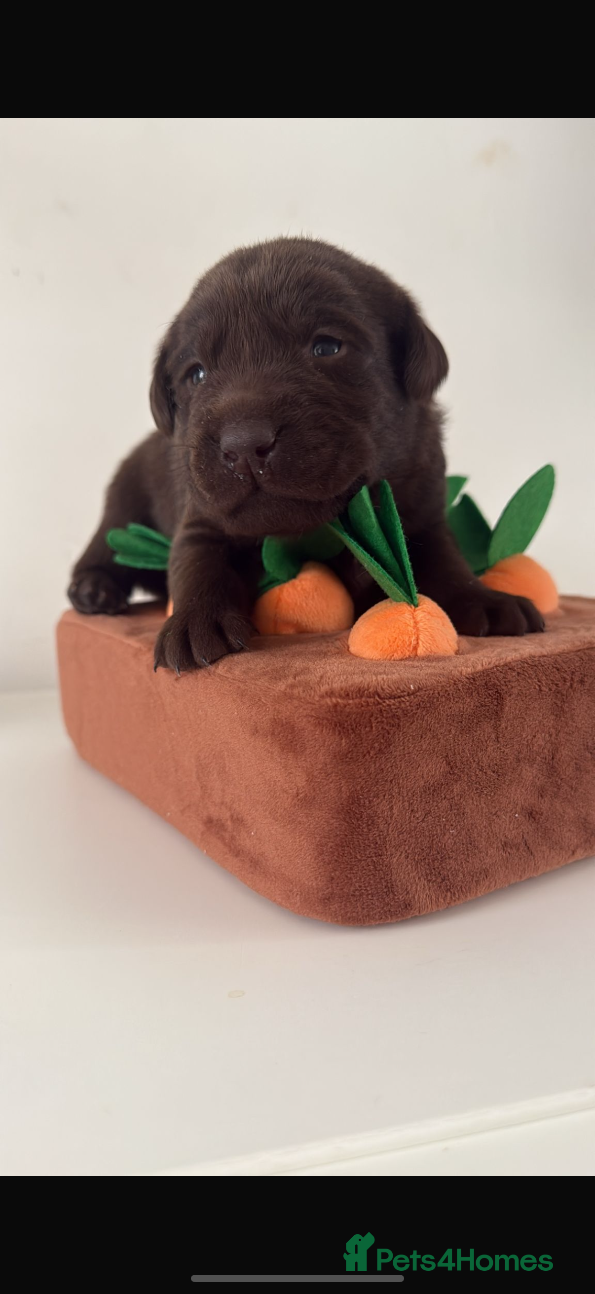 Labrador Retriever dogs Chocolate Labradors KC  - Advert 17