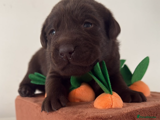 Labrador Retriever dogs Chocolate Labradors KC - Advert 17