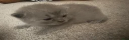 British Shorthair cats for sale: Scottishstraight x British shorthair kittens  in Chichester - Advert 14