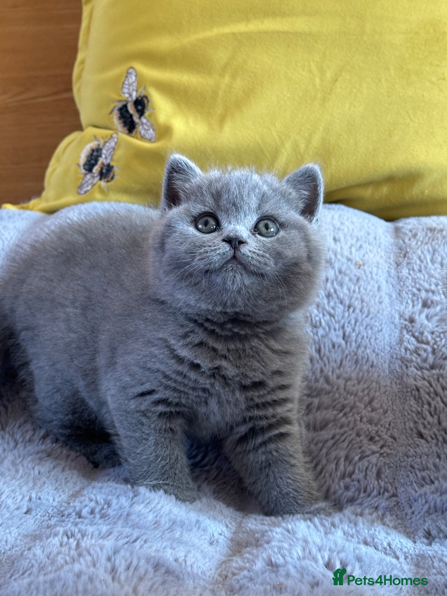 British Shorthair cats Gccf registered kittens  - Advert 2