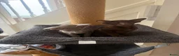 Oriental cats for sale: Oriental and Siamese kittens.  - Advert 5