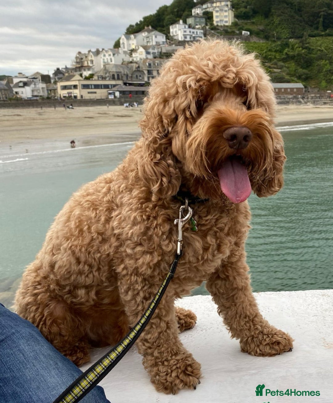 Cockapoo dogs for sale: STUNNING GOLDEN F2 COCKAPOOS - Image 16