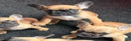 French Bulldog dogs for sale: Standard French bulldog puppies  in Dunfermline - Advert 4