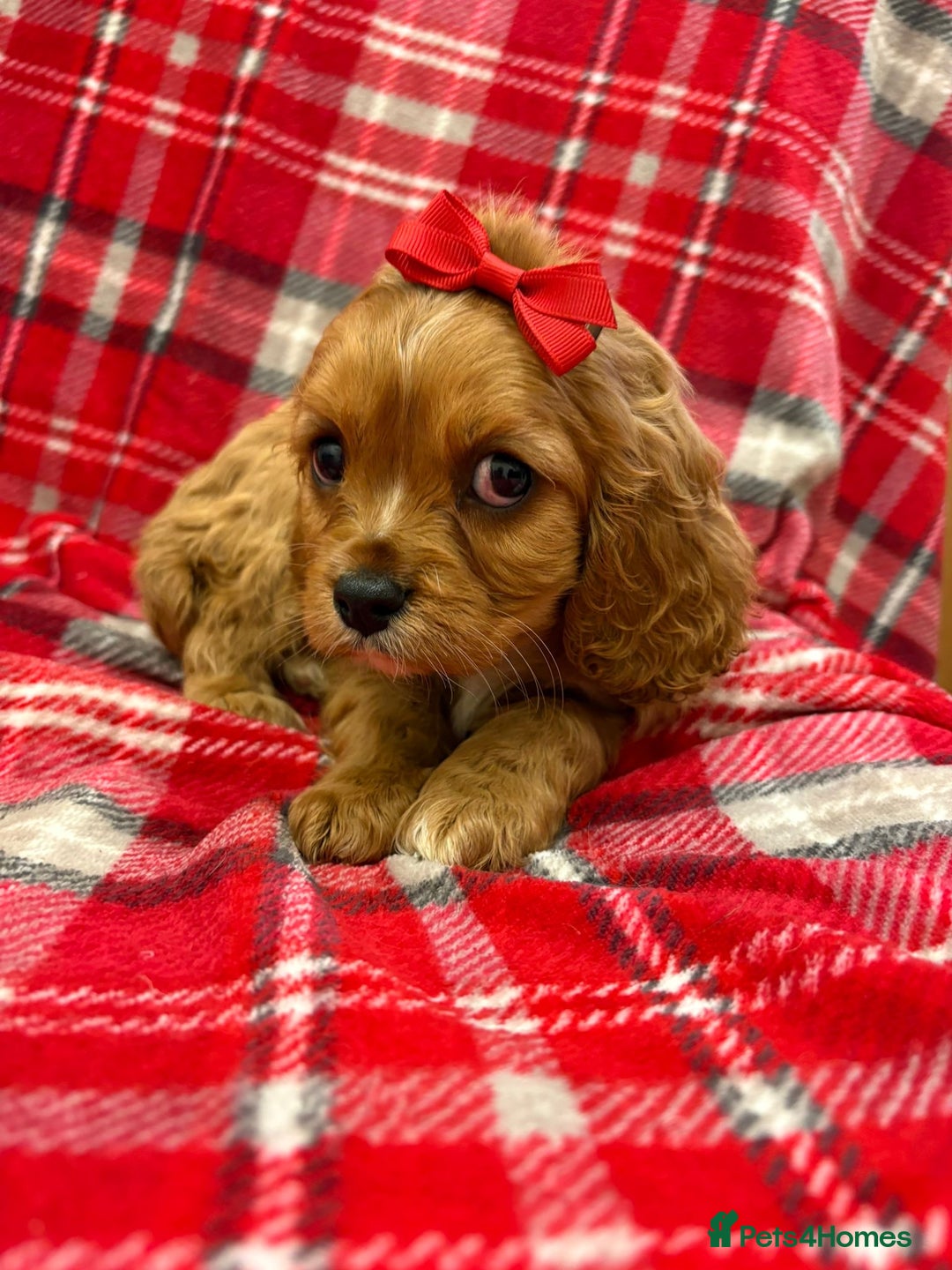 Cavalier King Charles Spaniel dogs for sale: Beautiful Cavalier King Charles babies ❤️ - Advert 4