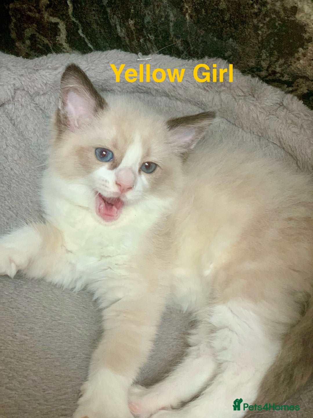 Ragdoll cats for sale: ❗️Charming Pure Ragdoll Kittens waiting love ❤️❗️ - Advert 10