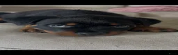 Rottweiler dogs for sale: Stunning litter of Rottweiler babies  - Advert 15