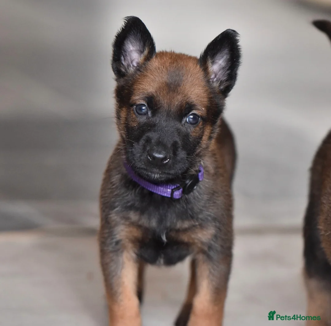 Belgian Shepherd Dog dogs for sale: Exclusive bloodlines  - Advert 4