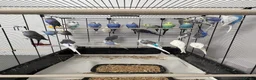 Budgerigars birds for sale: Budgerigars boys and girls - Advert 3