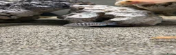 Cichlids fish for sale: Malawi chiclids haps and mbuna  - Advert 3