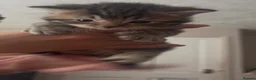 Mixed Breed cats for sale: Adorable Tabby X British short hair Kittens - Advert 11