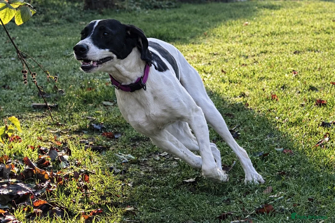 Pointer dogs for adoption: Oliver.From Broken to Brave.Ready for Forever Home - Advert 5