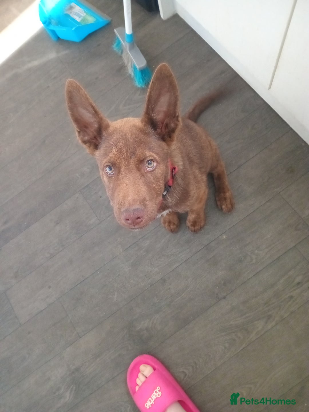 Mixed Breed dogs for sale: Mr chico - Image 1