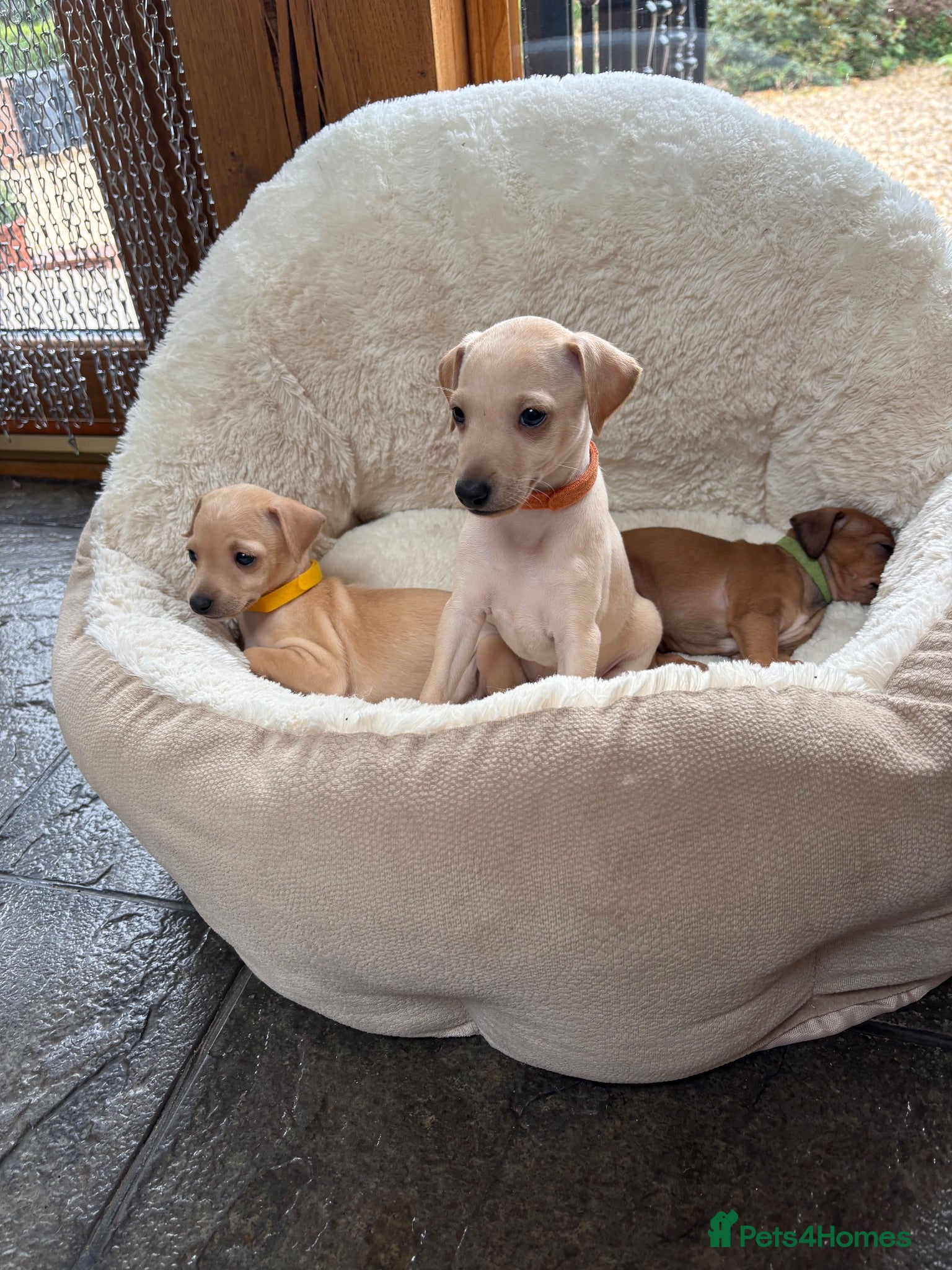 Italian Greyhound dogs Gorgeous litter of Kc reg Italian greyhound  - Advert 11