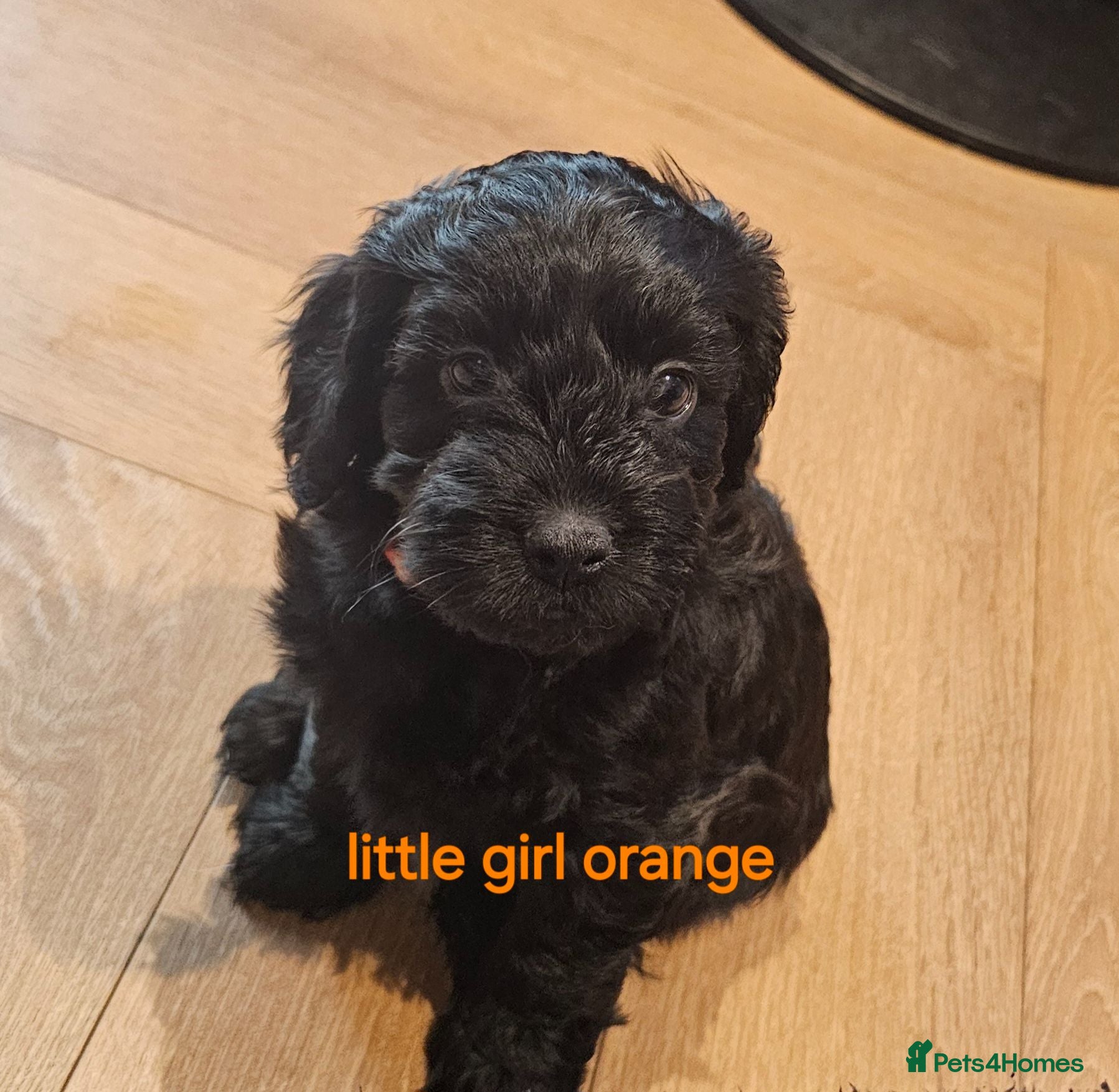 Cockapoo dogs Beautiful Cockapoo puppies - Advert 4