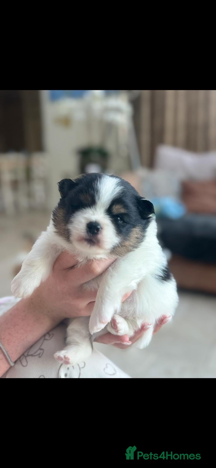 Pomeranian dogs for sale: KC Reg Pomeranian Pups - Advert 6