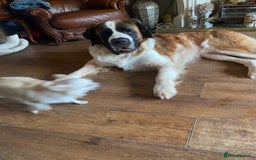 Saint Bernard dogs for sale: Saint Bernard looking for a new home  - Image 2