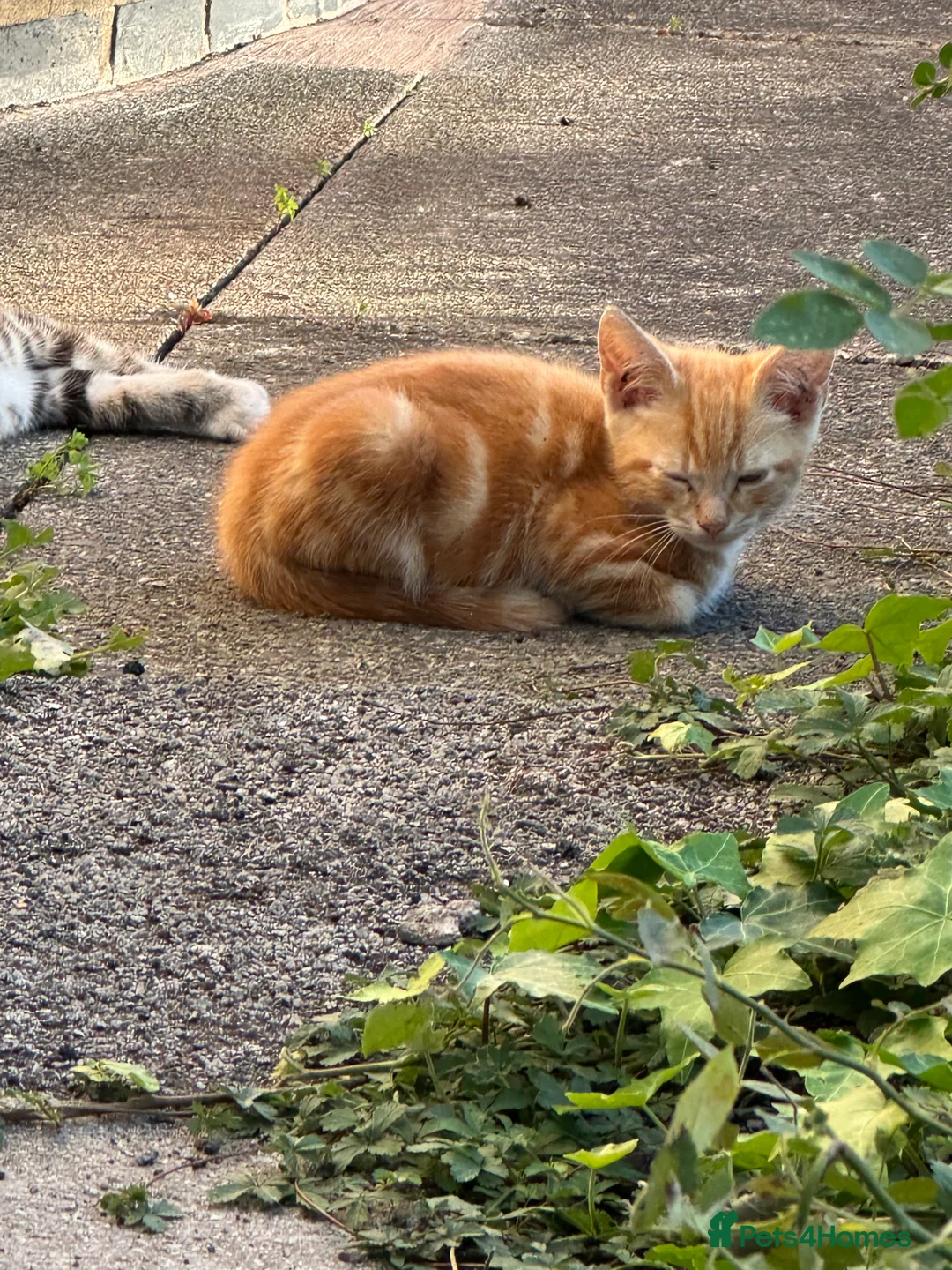 Mixed Breed cats for sale: Gorgeous kittens - Advert 1