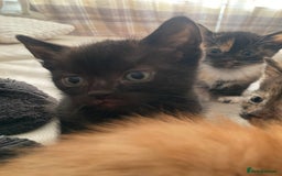 Domestic Shorthair cats for sale: 5 kittens looking for homes :)  - Image 5