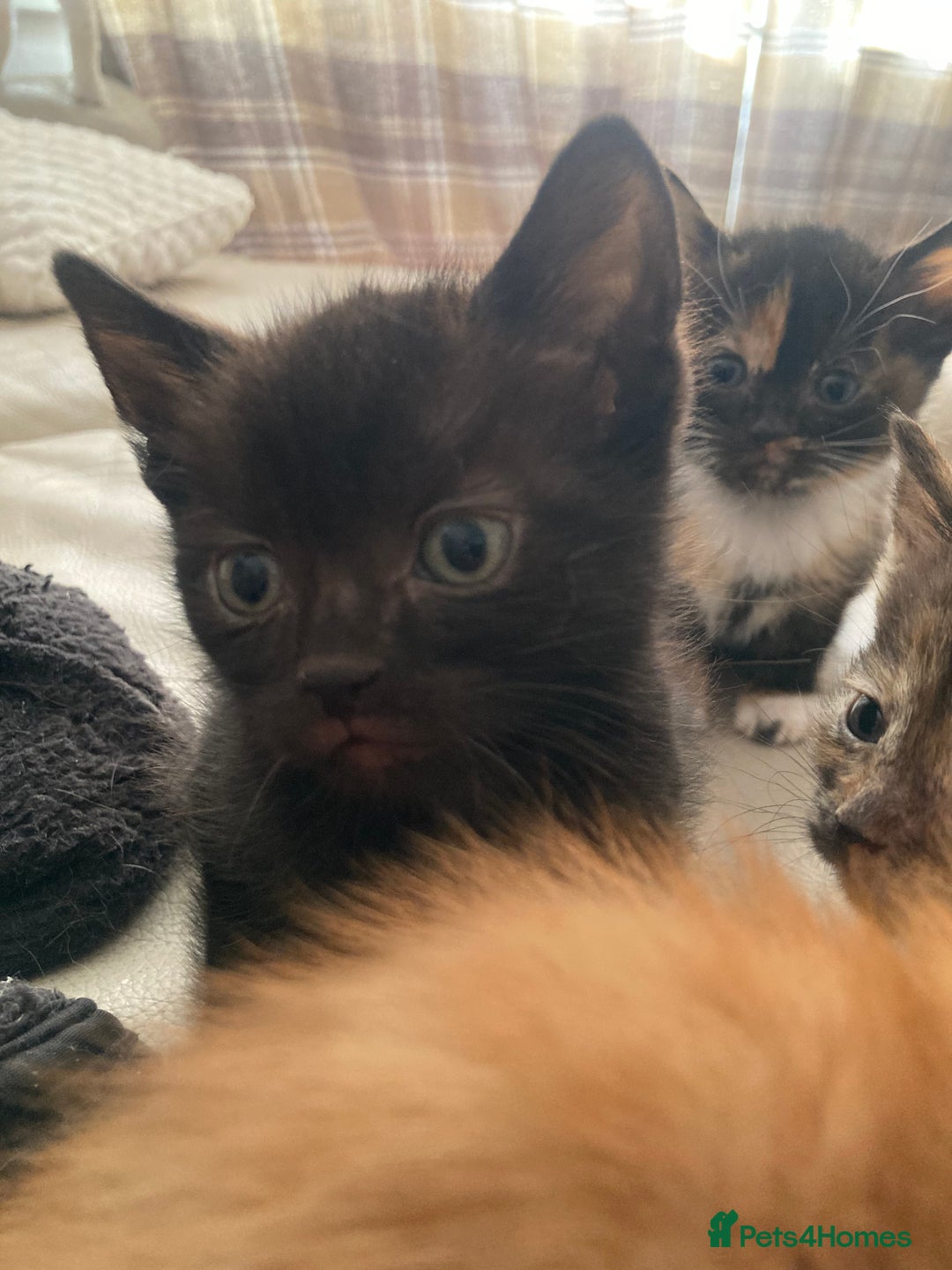 Domestic Shorthair cats for sale: 5 kittens looking for homes :)  - Image 5