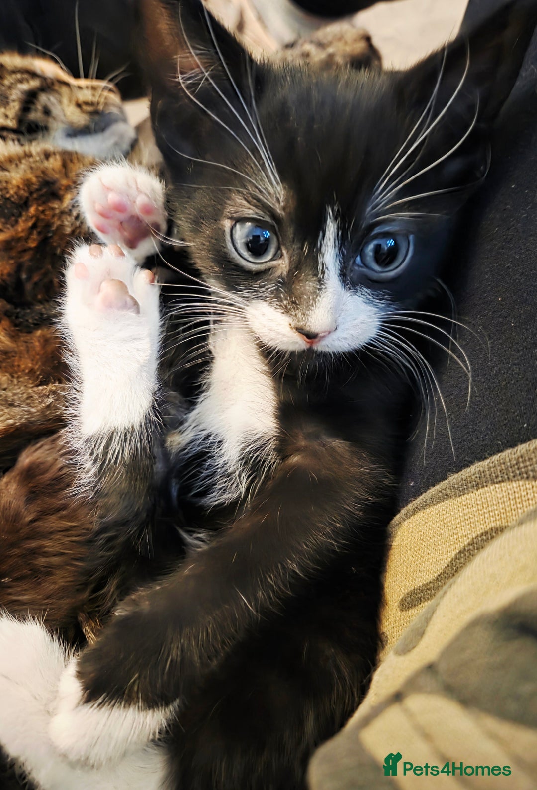 Mixed Breed cats for sale:  **  Beautiful  **  Kittens  **  - Advert 11