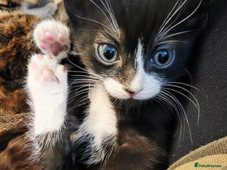 Mixed Breed cats ** Beautiful ** Kittens ** - Advert 9