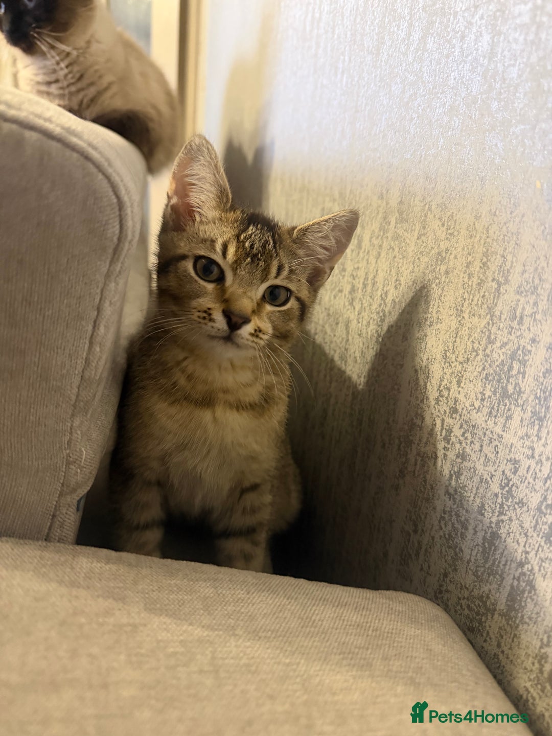 Mixed Breed cats for sale: Two beautiful kittens are looking for a new home - Advert 3